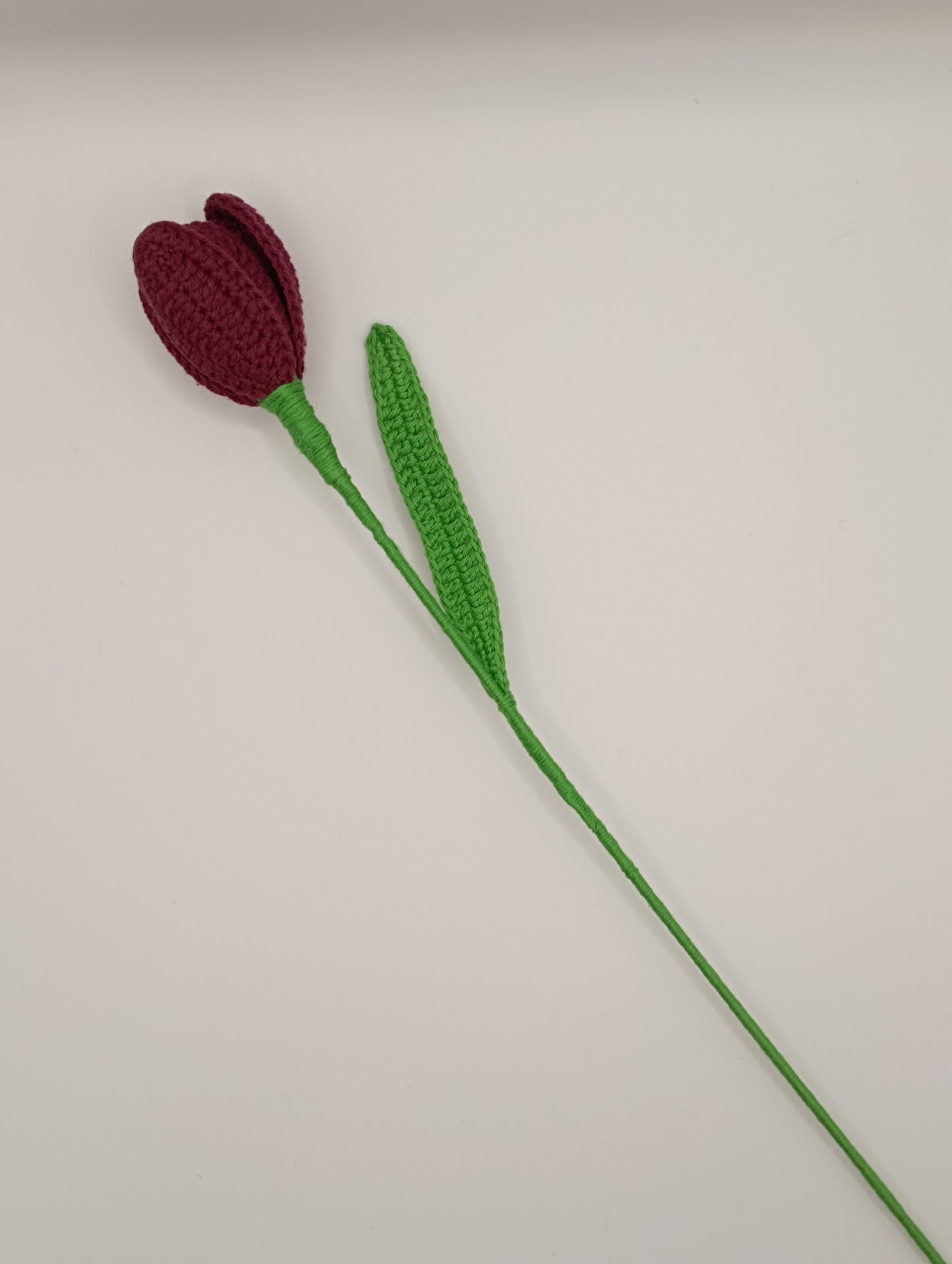 Tulipe
