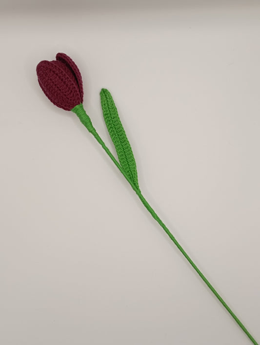 Tulipe