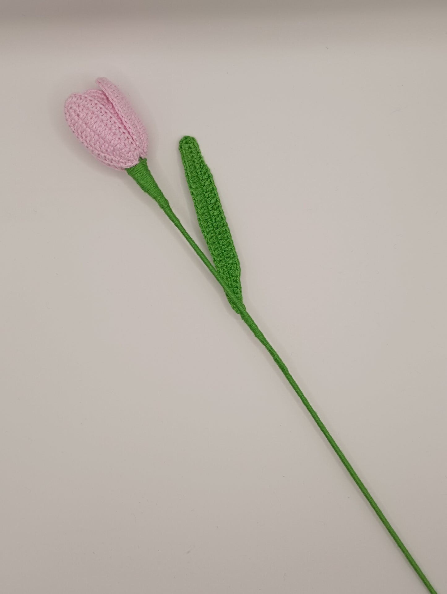 Tulipe