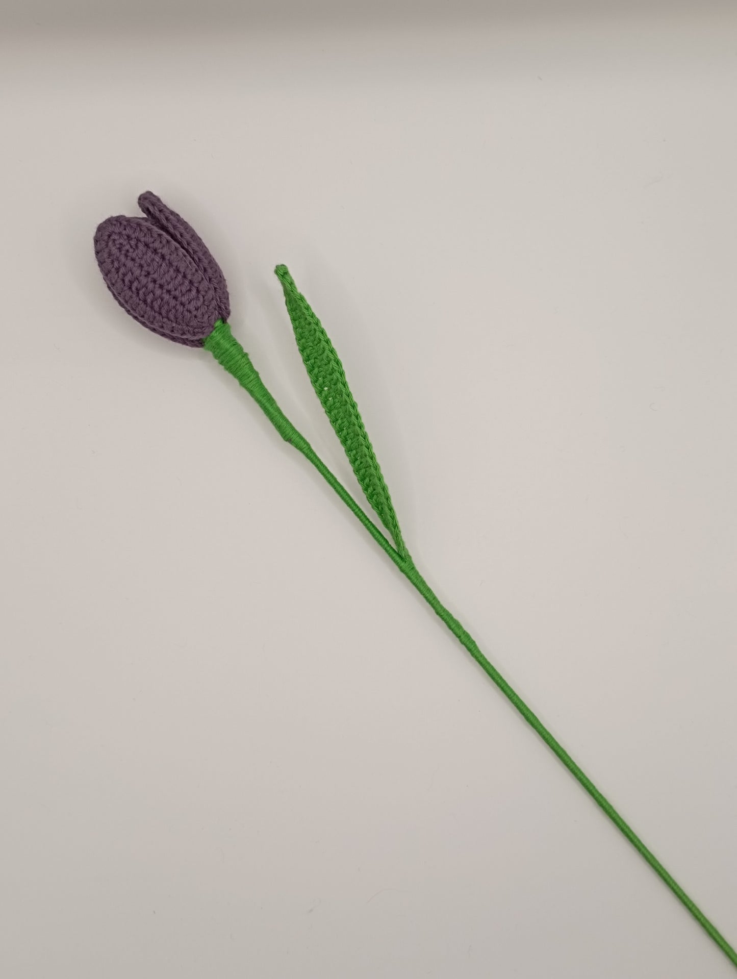 Tulipe